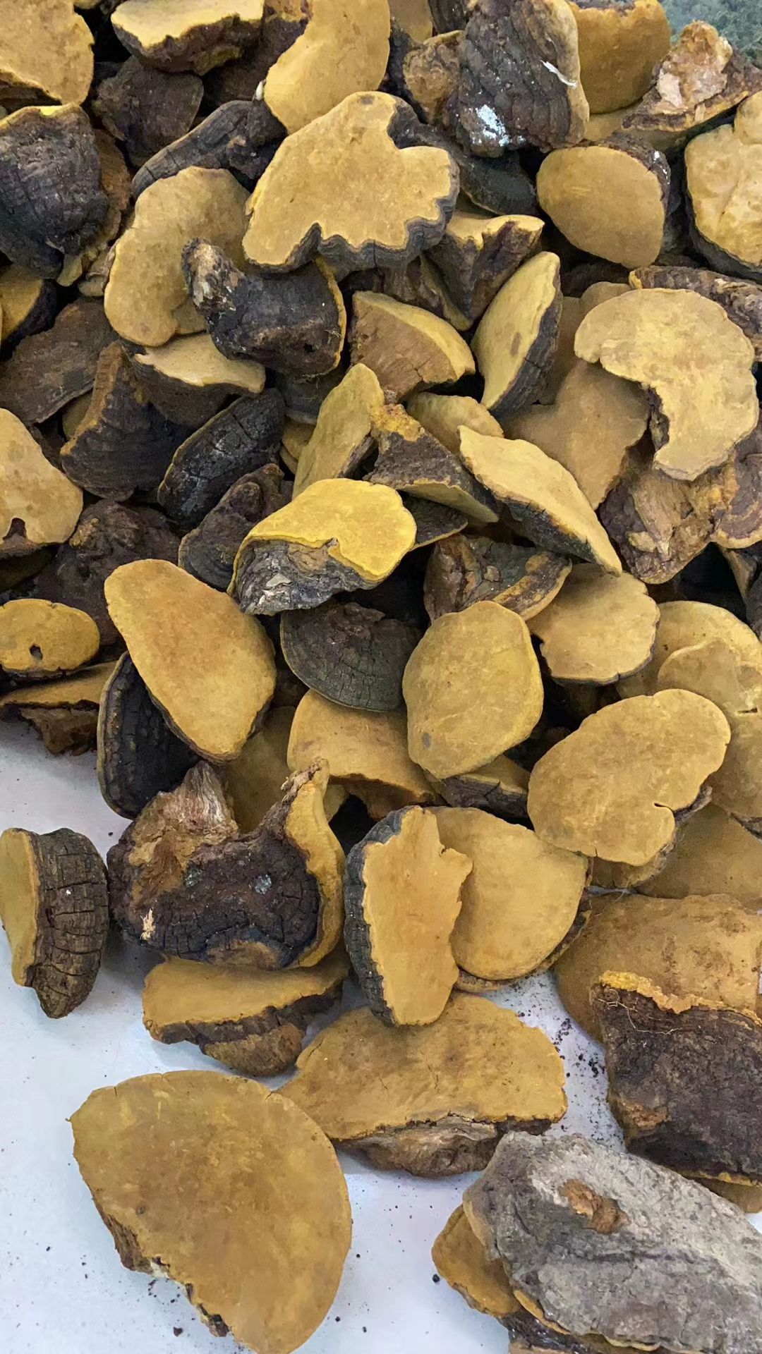 桑黄:秦岭桑树黄桑 效果特别好