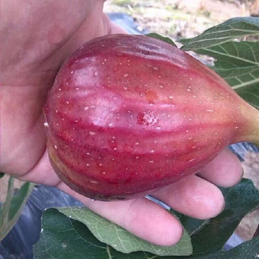 玛斯义陶芬  无花果