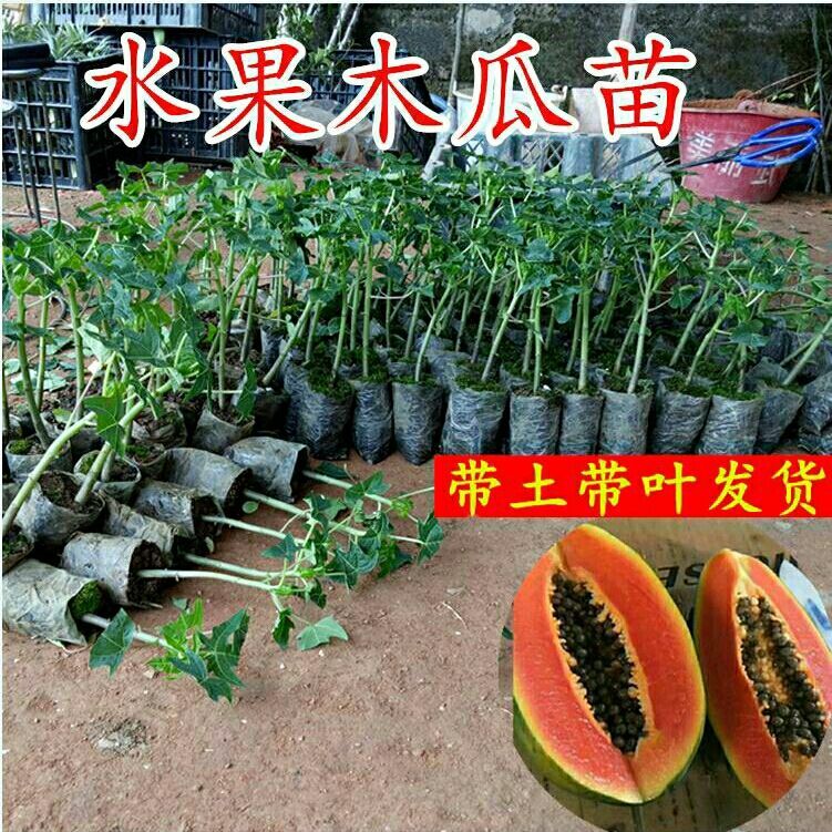 红心木瓜苗  包邮水果木瓜苗当年结果盆栽广西红心木瓜树苗南方带土发货