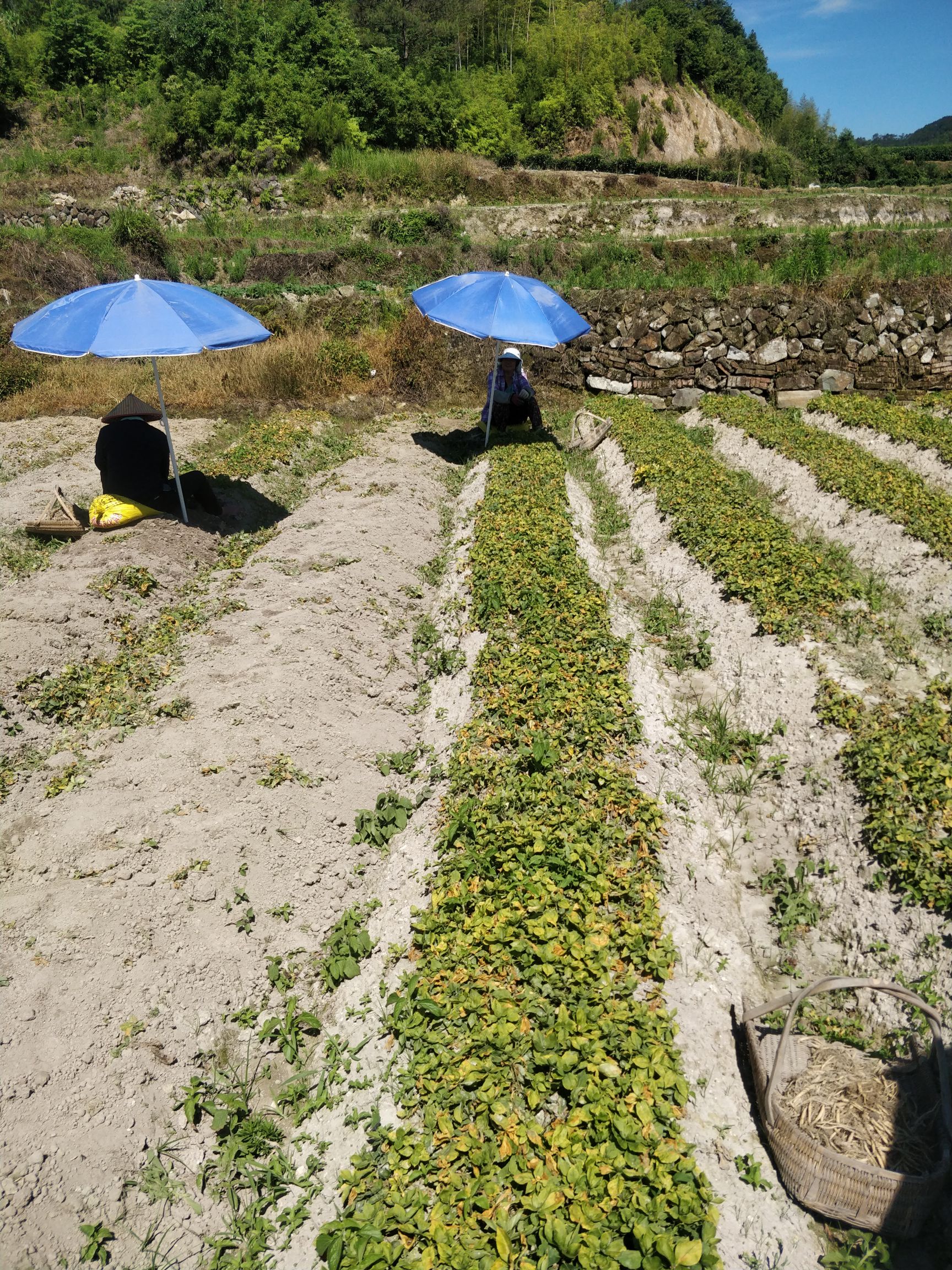 太子参农户自制，绝剂，原产地直接供货