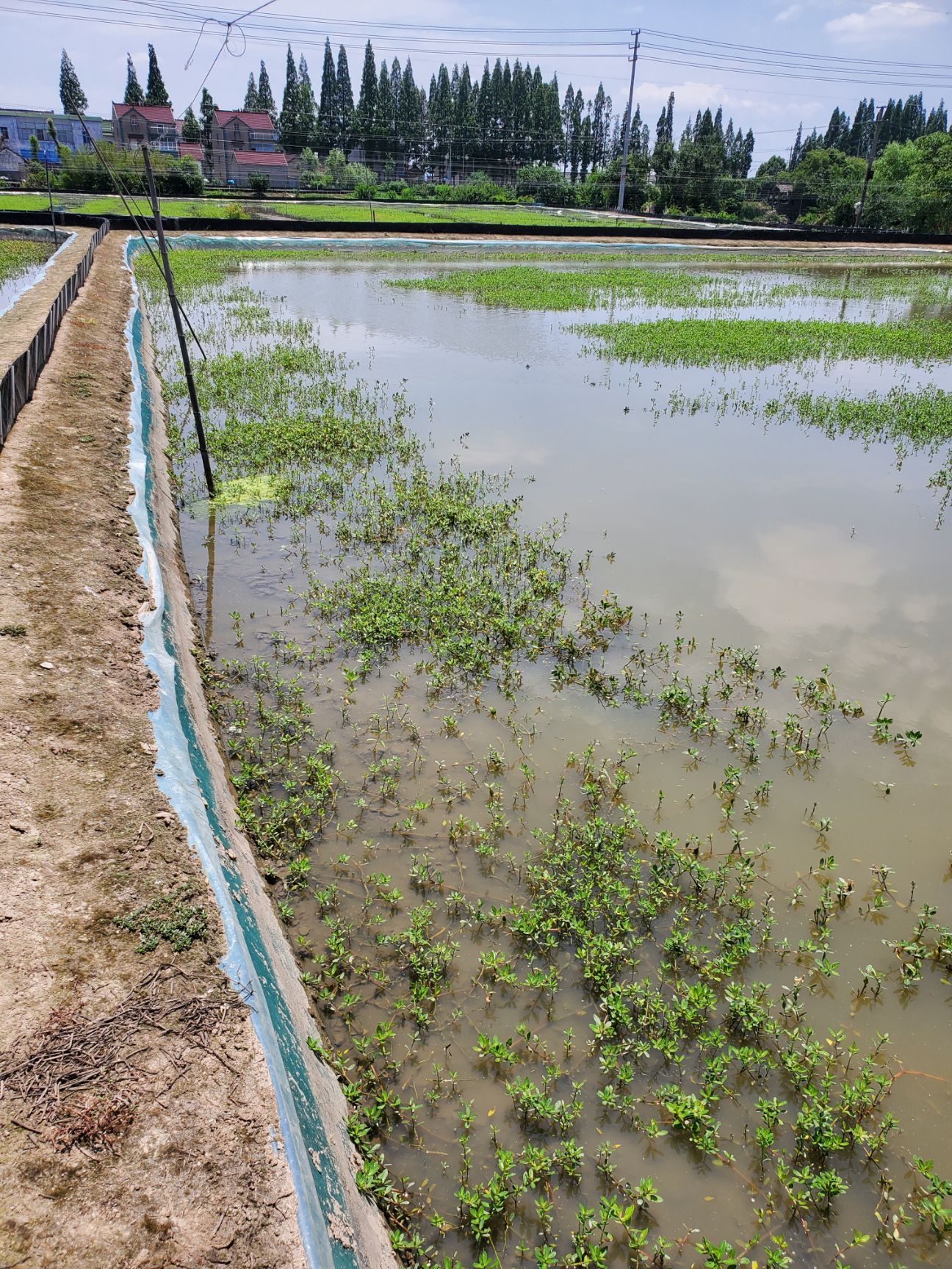 豆苗 大闸蟹豆苗/蟹苗/7母9公大母本/自带母本培育硬规格