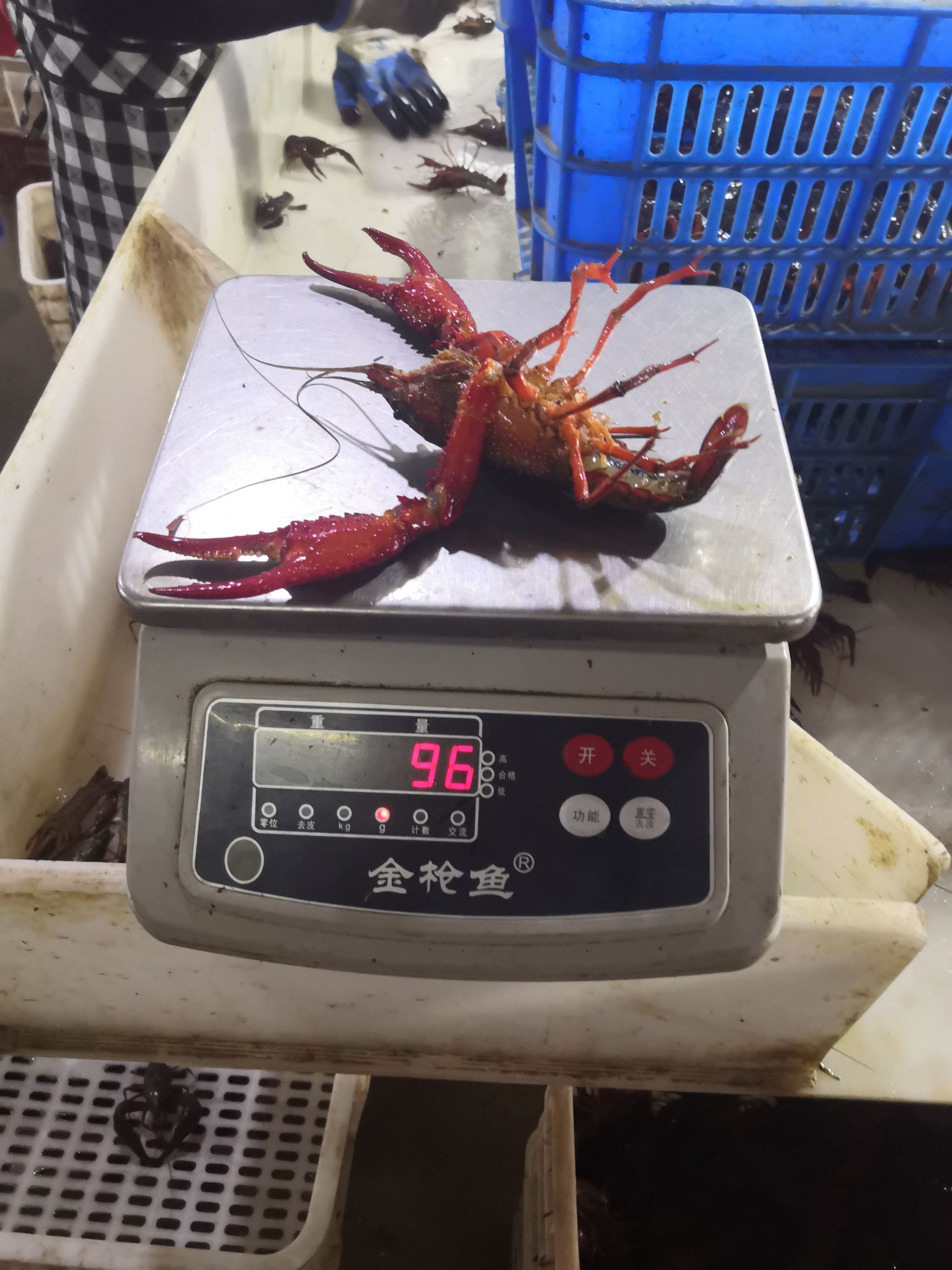  洪湖小龙虾，青壳白底肉质细腻