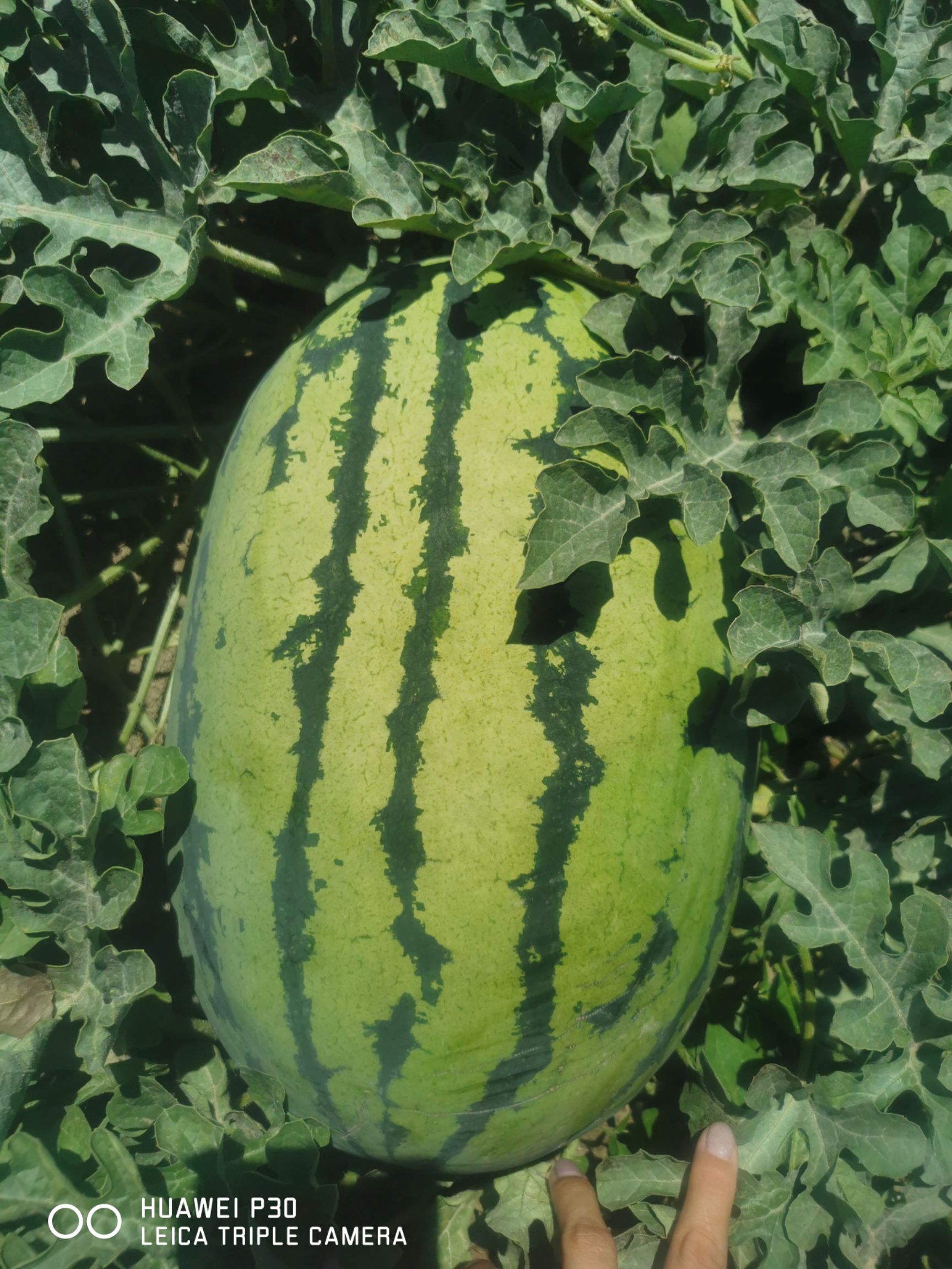 新疆下野地西瓜