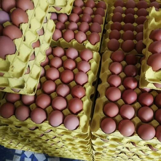 邓州市粉蛋 精品新鲜红蛋
