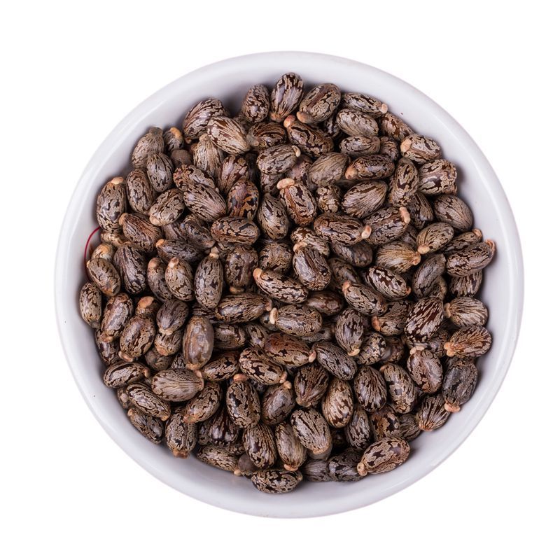  蓖麻籽新鲜蓖麻种籽中药材蓖麻子种另有红蓖麻种子可炸蓖麻油籽种