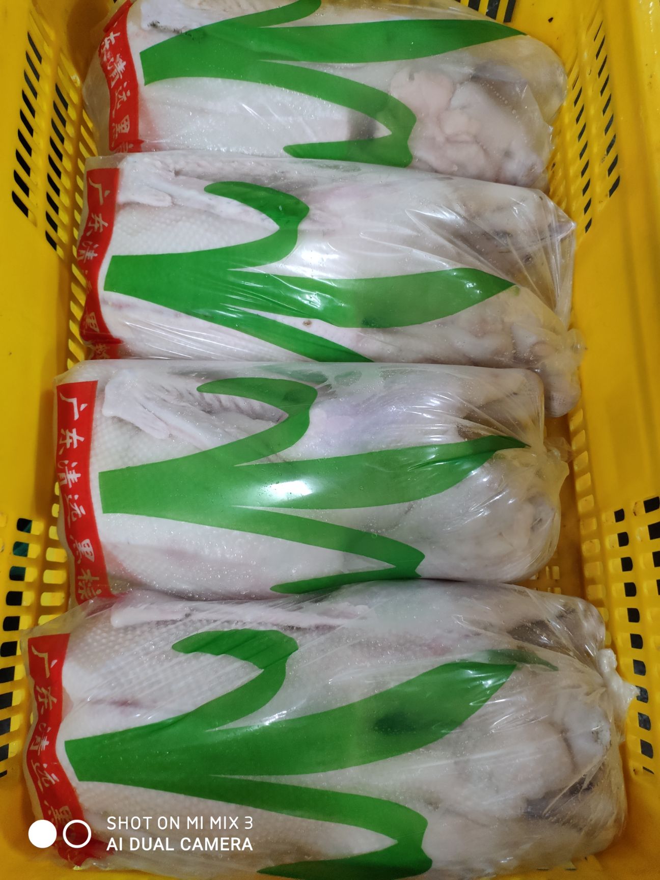 新鲜乳鸽批发供应6-7两/只(全国发货