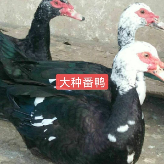 衡阳西洋鸭苗  大种黑洋鸭苗 大花洋番鸭苗 屯苗大种鸭苗包打疫苗