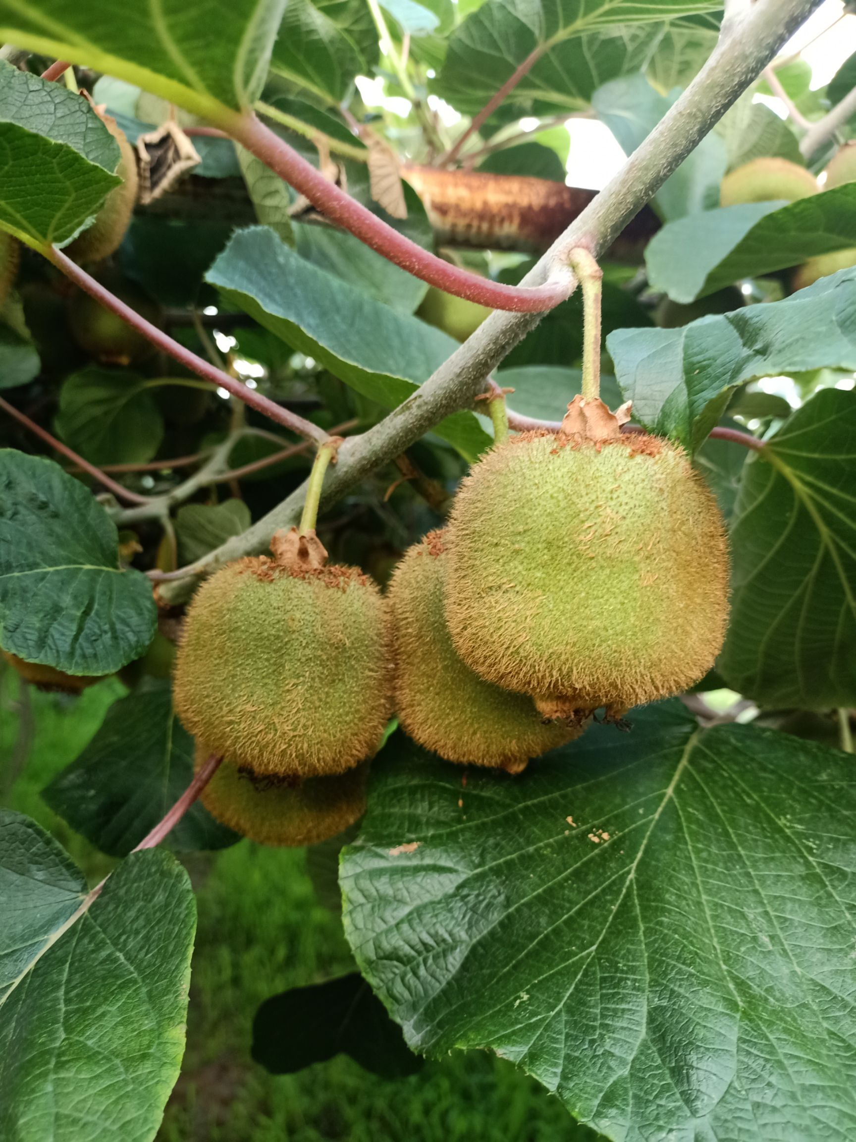  奇异果，猕猴桃