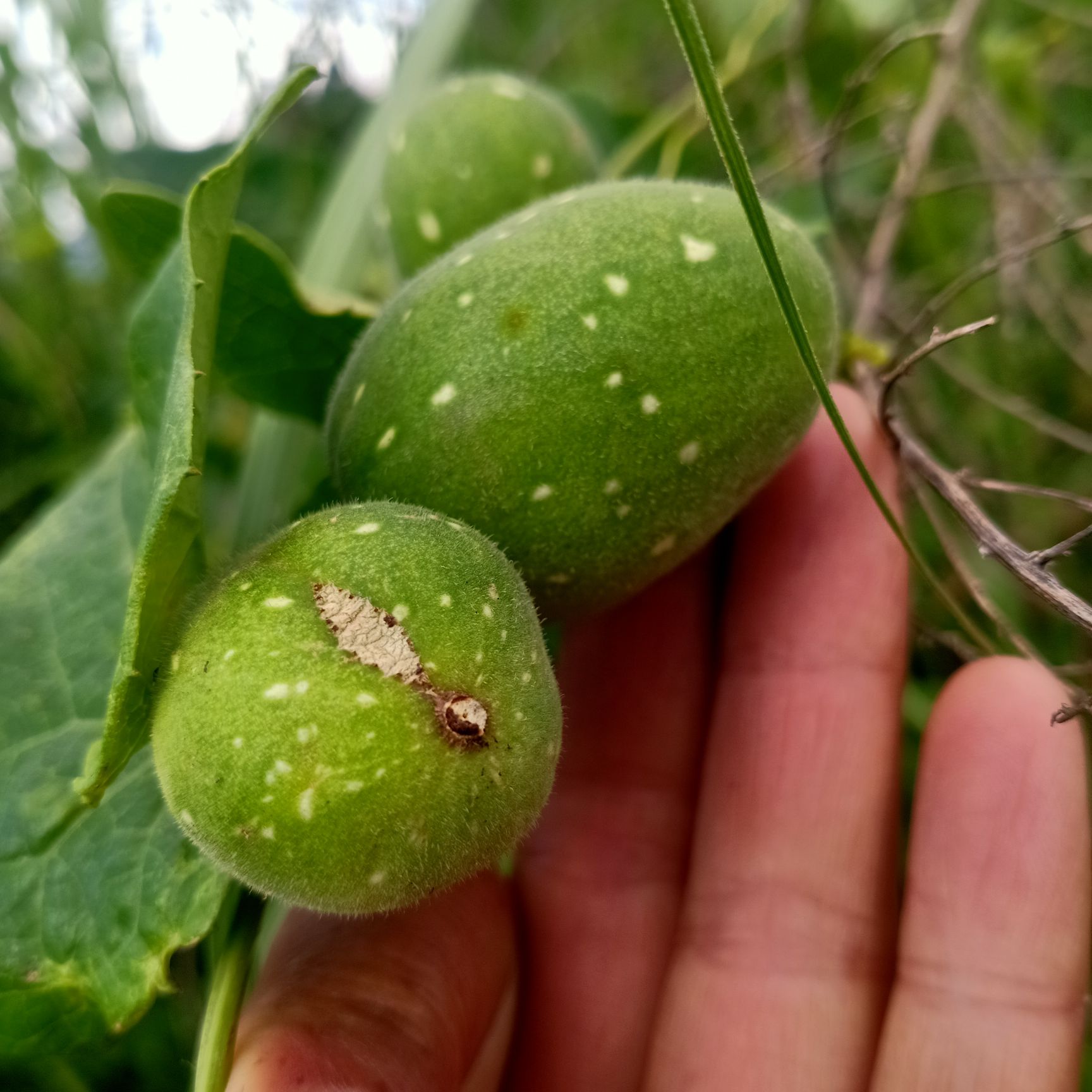 红参果苗 云南高产红参果(红香果)种苗四季可种