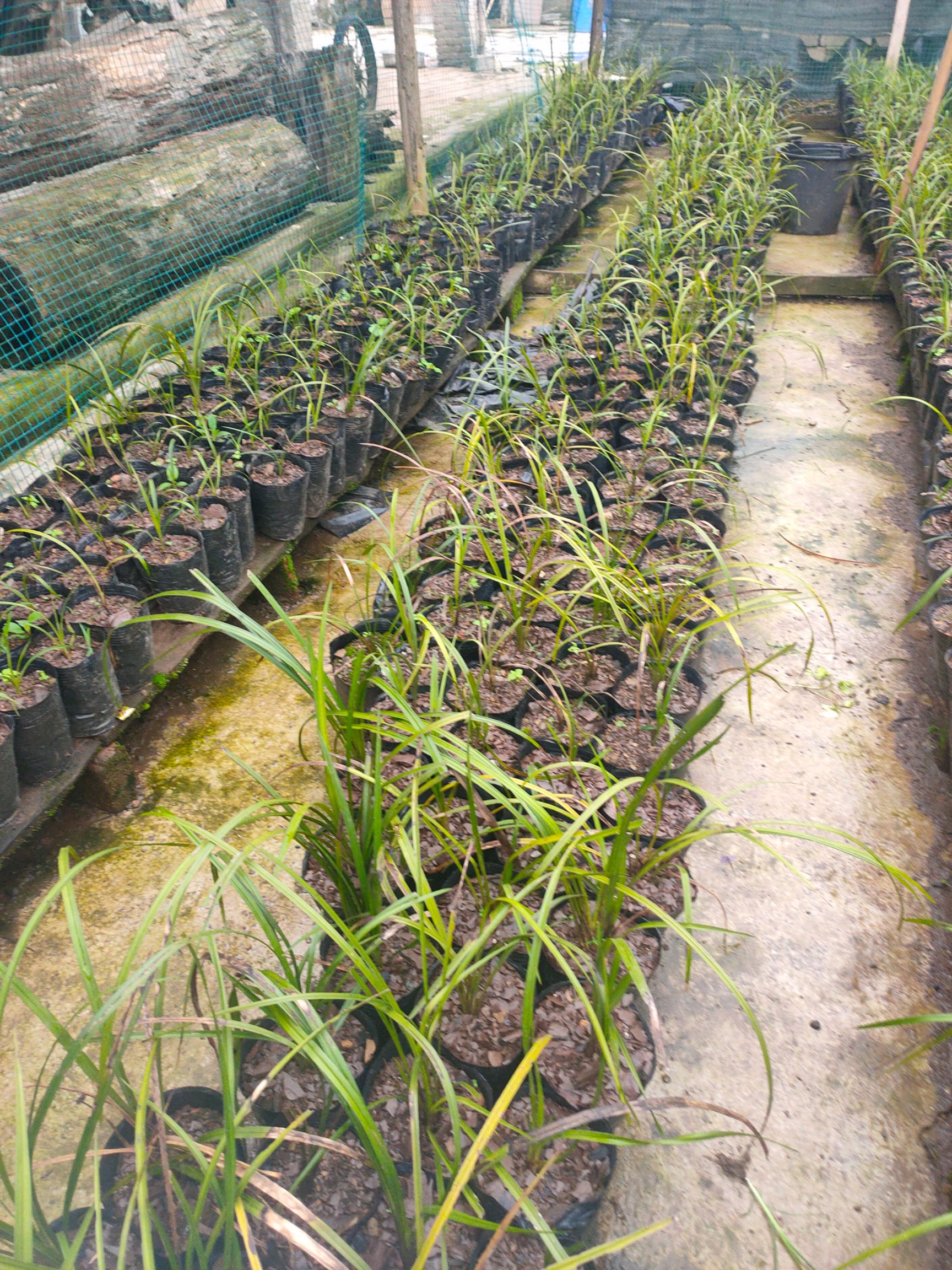 普草 **草送春，春建