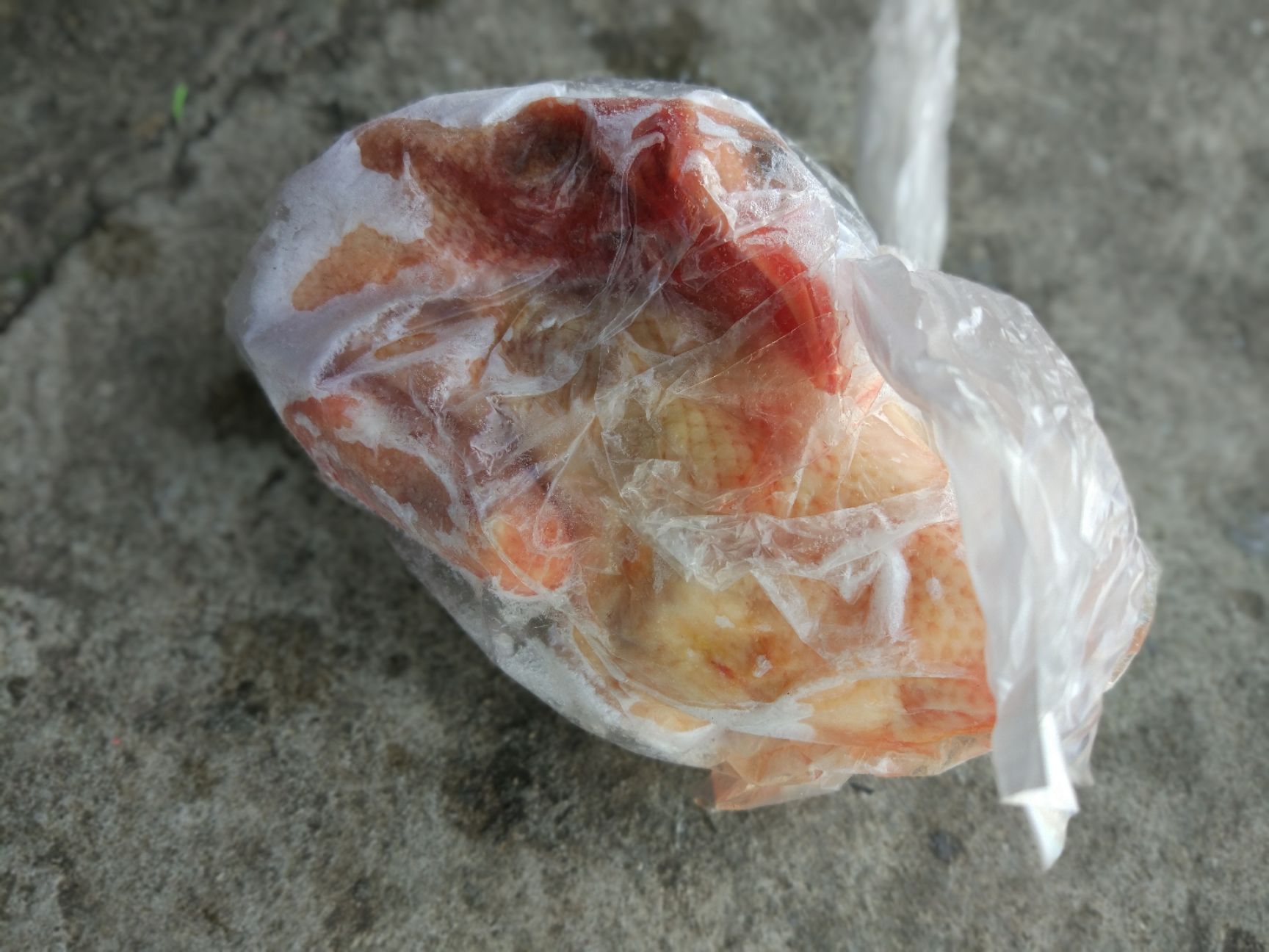 白鸽  速冻乳鸽批发(全国发货