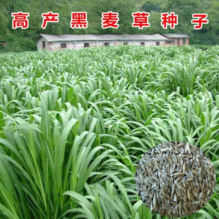  多年生黑麦草种子耐寒养牛羊鸡鹅鱼苜蓿草种籽牧草养殖黑麦草籽