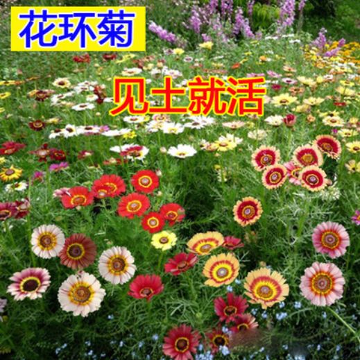  花环菊种子 四季 室内庭院阳台 盆栽 植物花草观赏花卉种籽