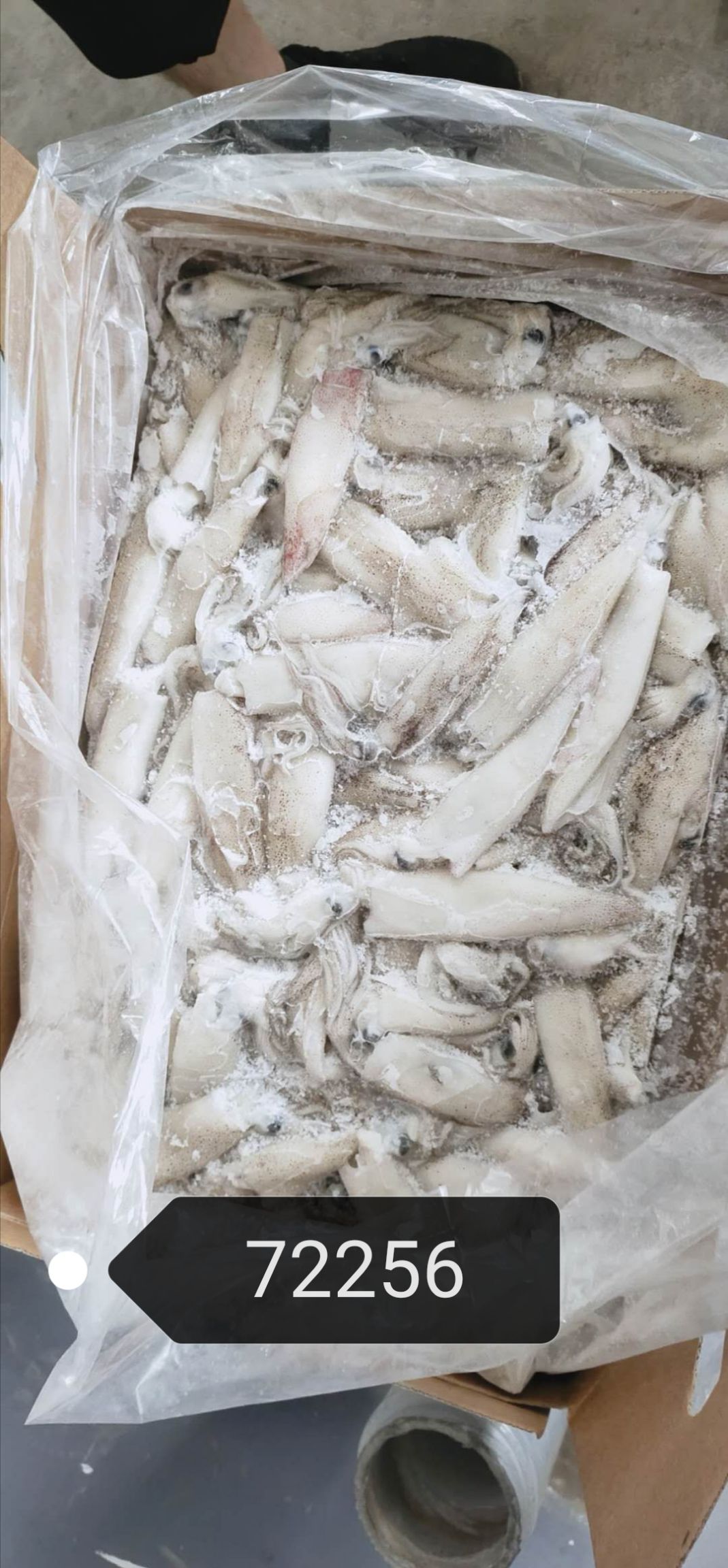  美国加州鱿鱼笔管