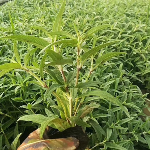 青州市 鼠尾草，墨西哥鼠尾草，地被鼠尾草大量有货，基地直销