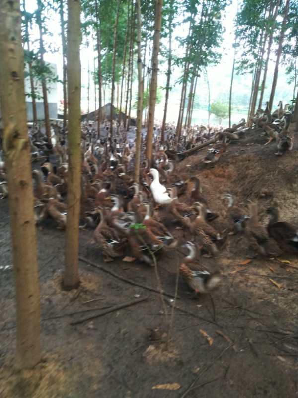  广西麻鸭 长期供应麻鸭 现货（6月20号）