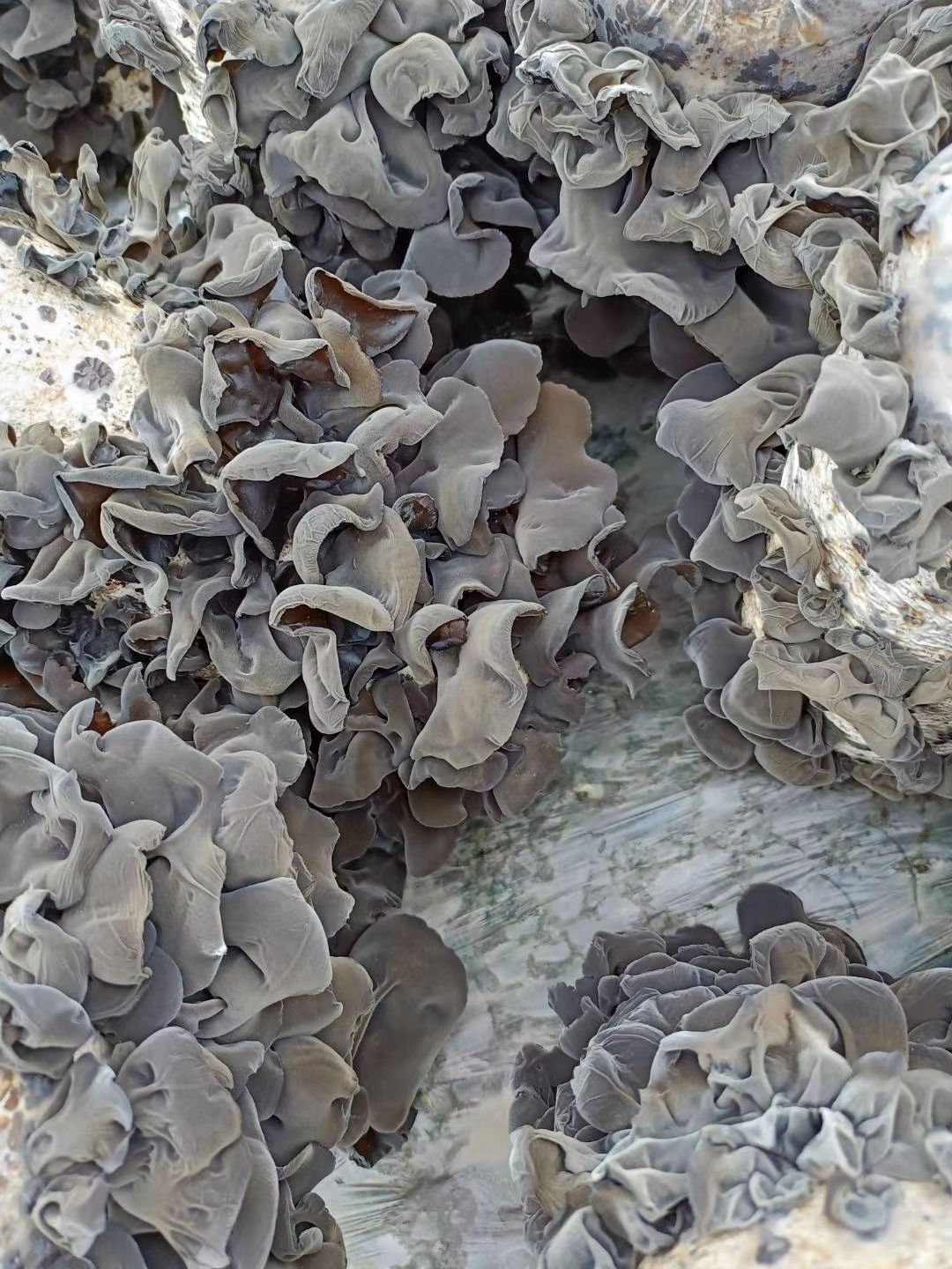 东北黑木耳 干木耳 一级