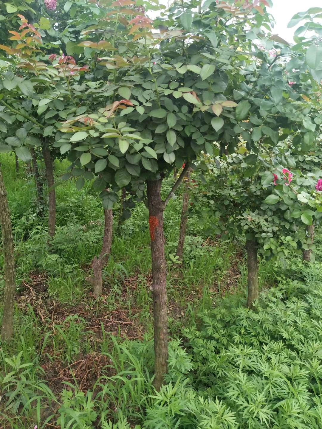 精品3—6公分树状月季正在出货中，树形好，冠幅大