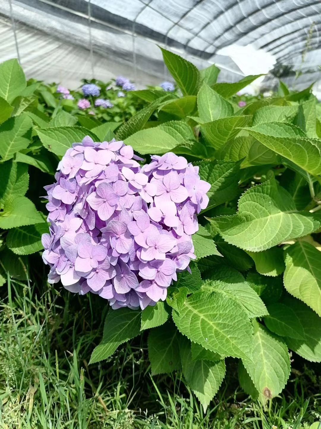 批发无尽夏绣球 大花绣球花基地 双色杯 加仑杯品种绣球