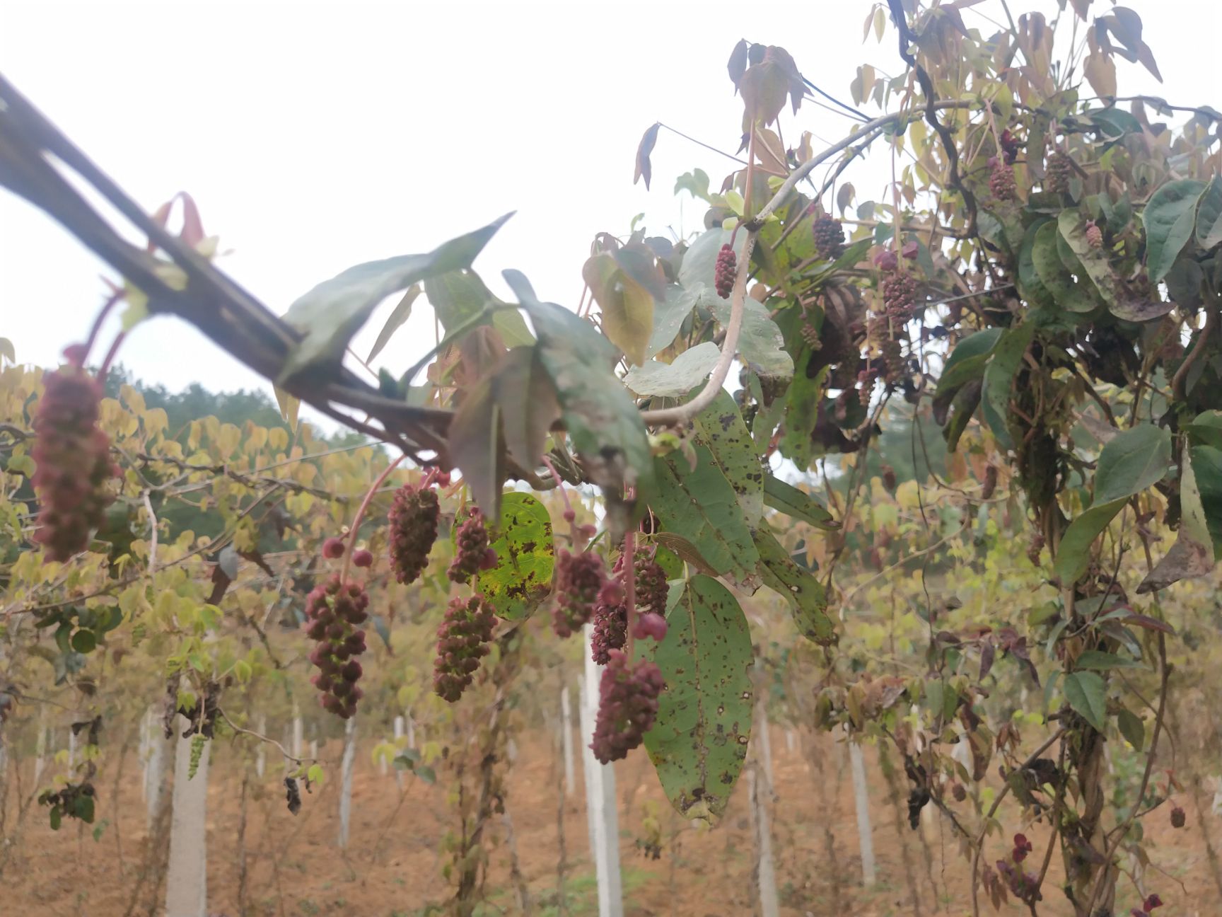 麻皮八月瓜 女人吃了**养颜。通筋易消化。老少皆宜。黏黏甜甜的很好吃，