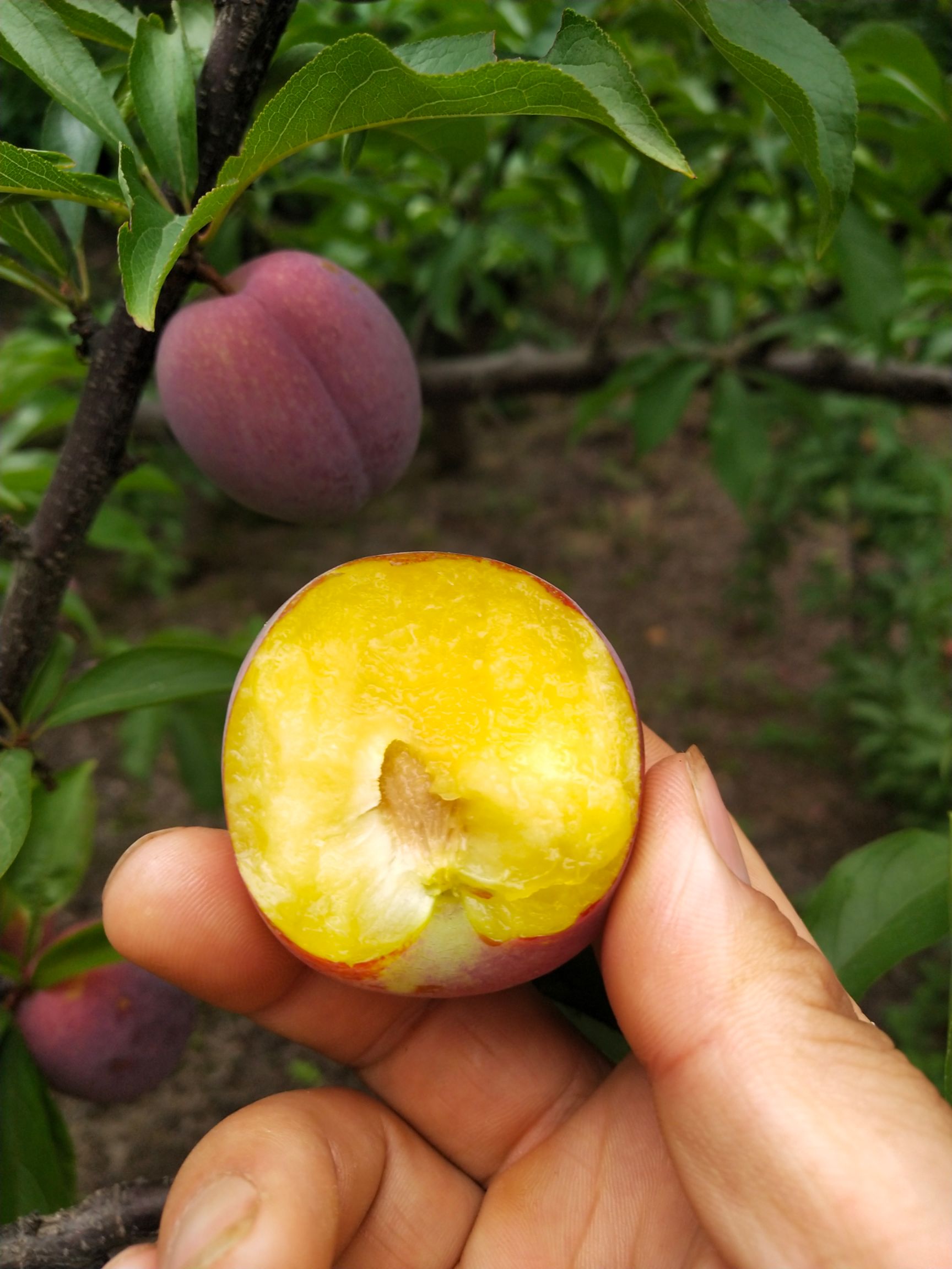 李子  好吃纯甜