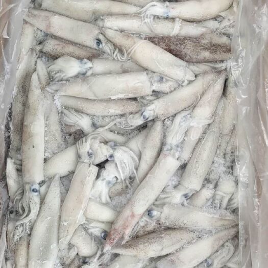 青岛 美国加州鱿鱼笔管