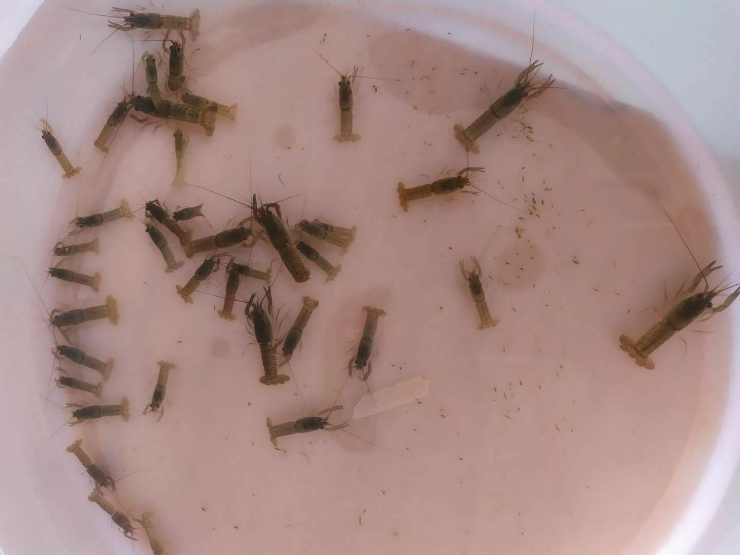  淡水澳洲小龙虾苗  保质保量  全国接单批发发空运