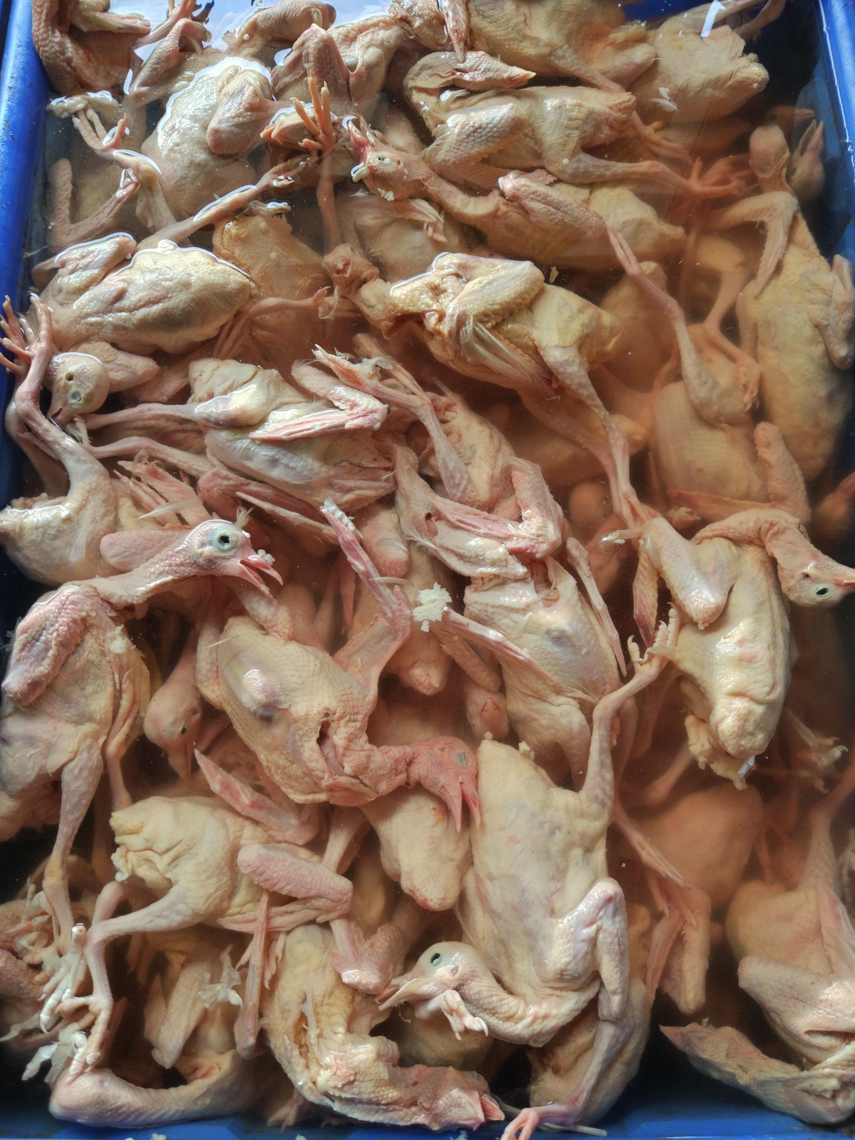 新鲜乳鸽批发供应6-7两/只(全国发货