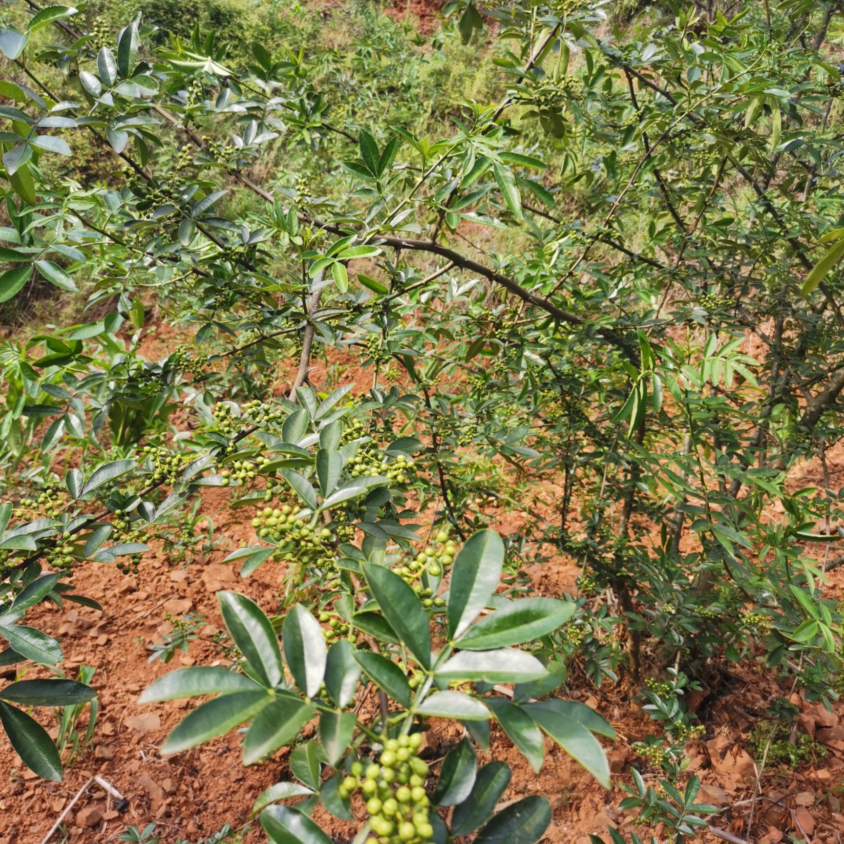  云南九叶青鲜花椒