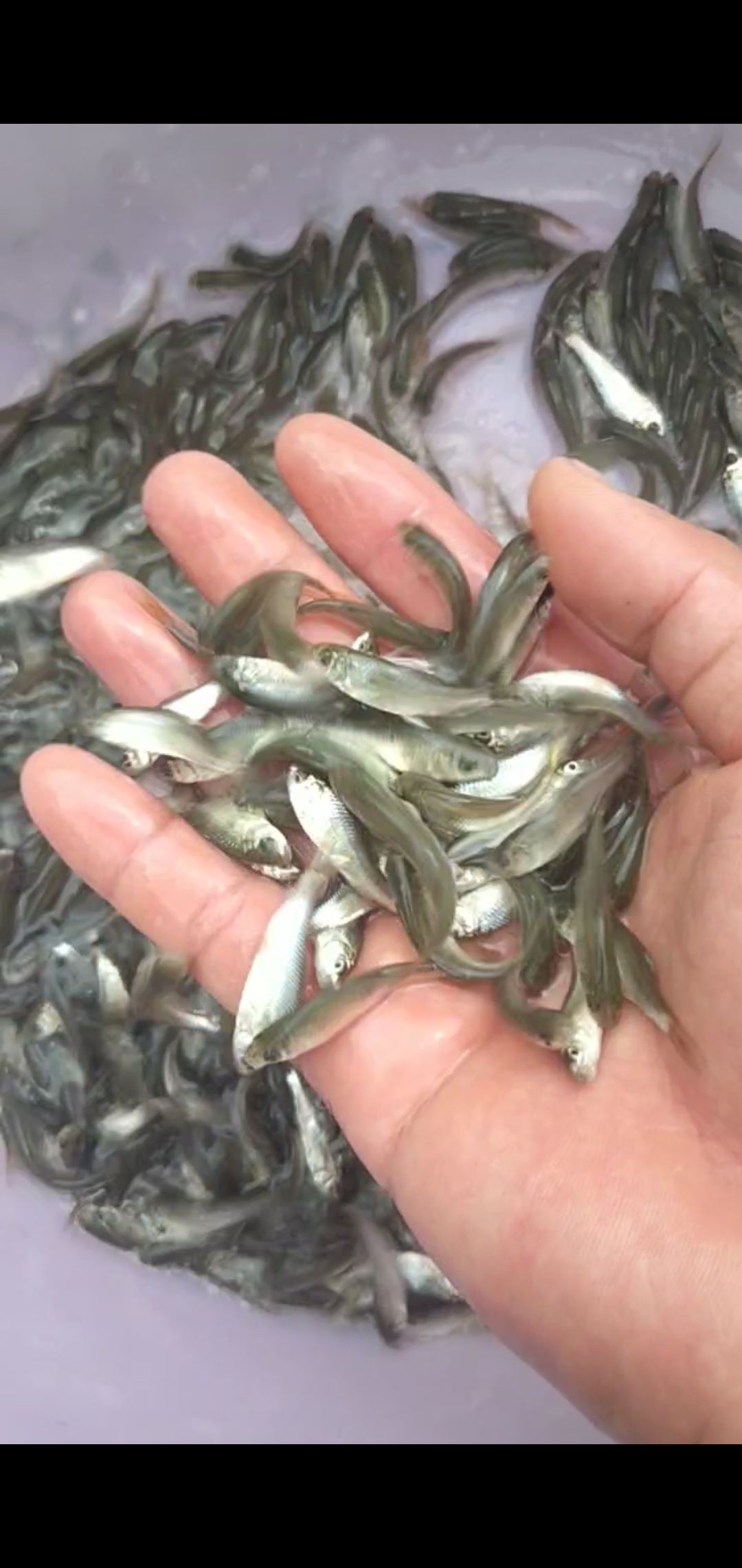  鲮鱼鱼苗 土鲮鱼苗 量大从优