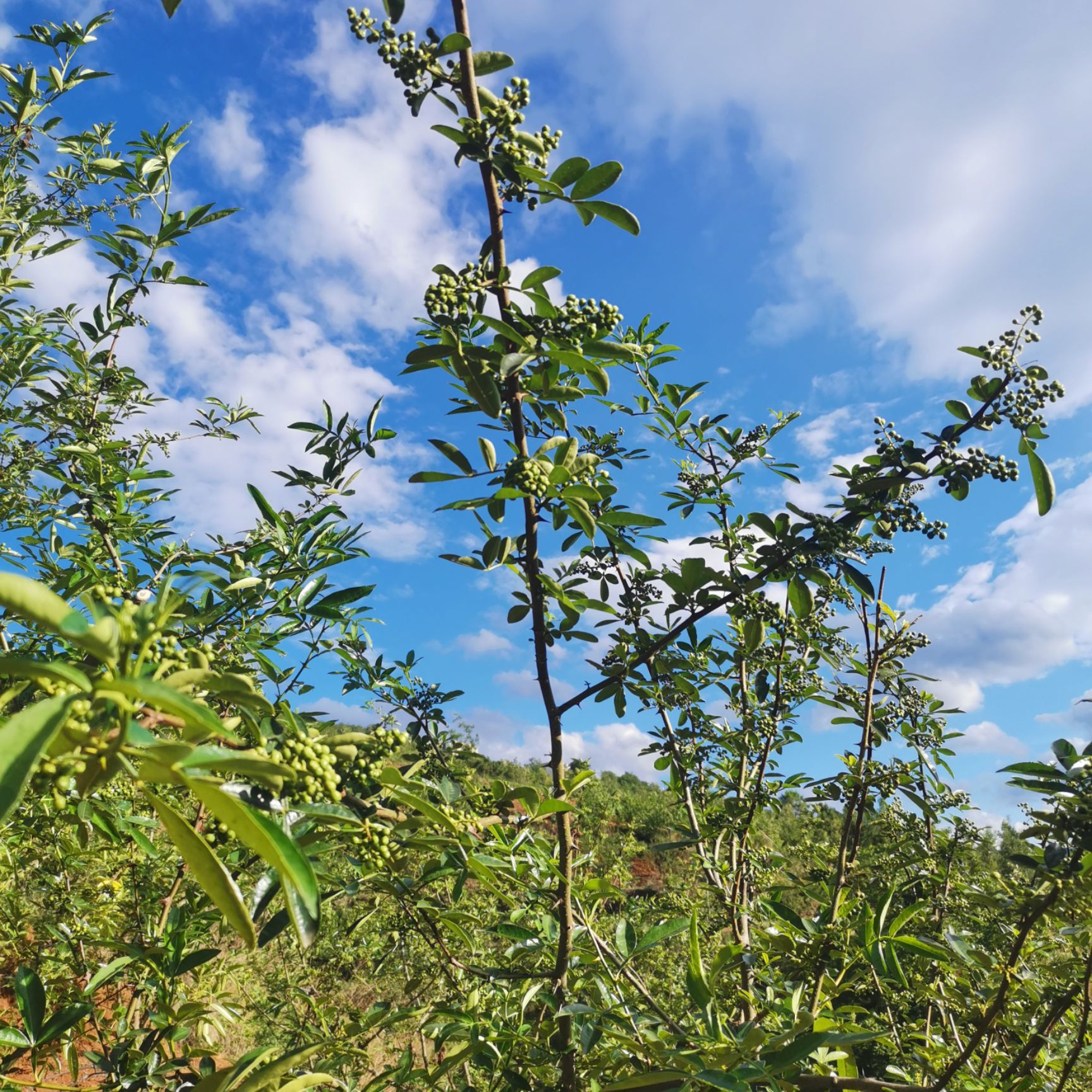  云南九叶青鲜花椒