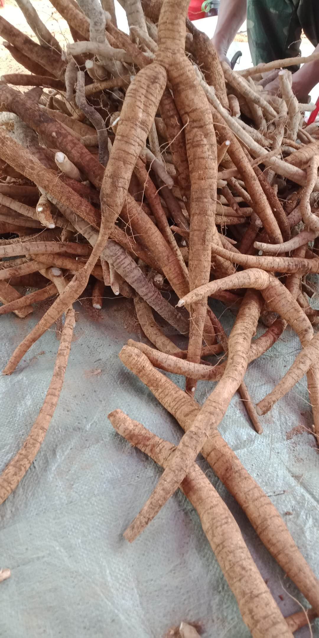 牛大力苗 改良小叶牛大力新苗杯苗专车配送到