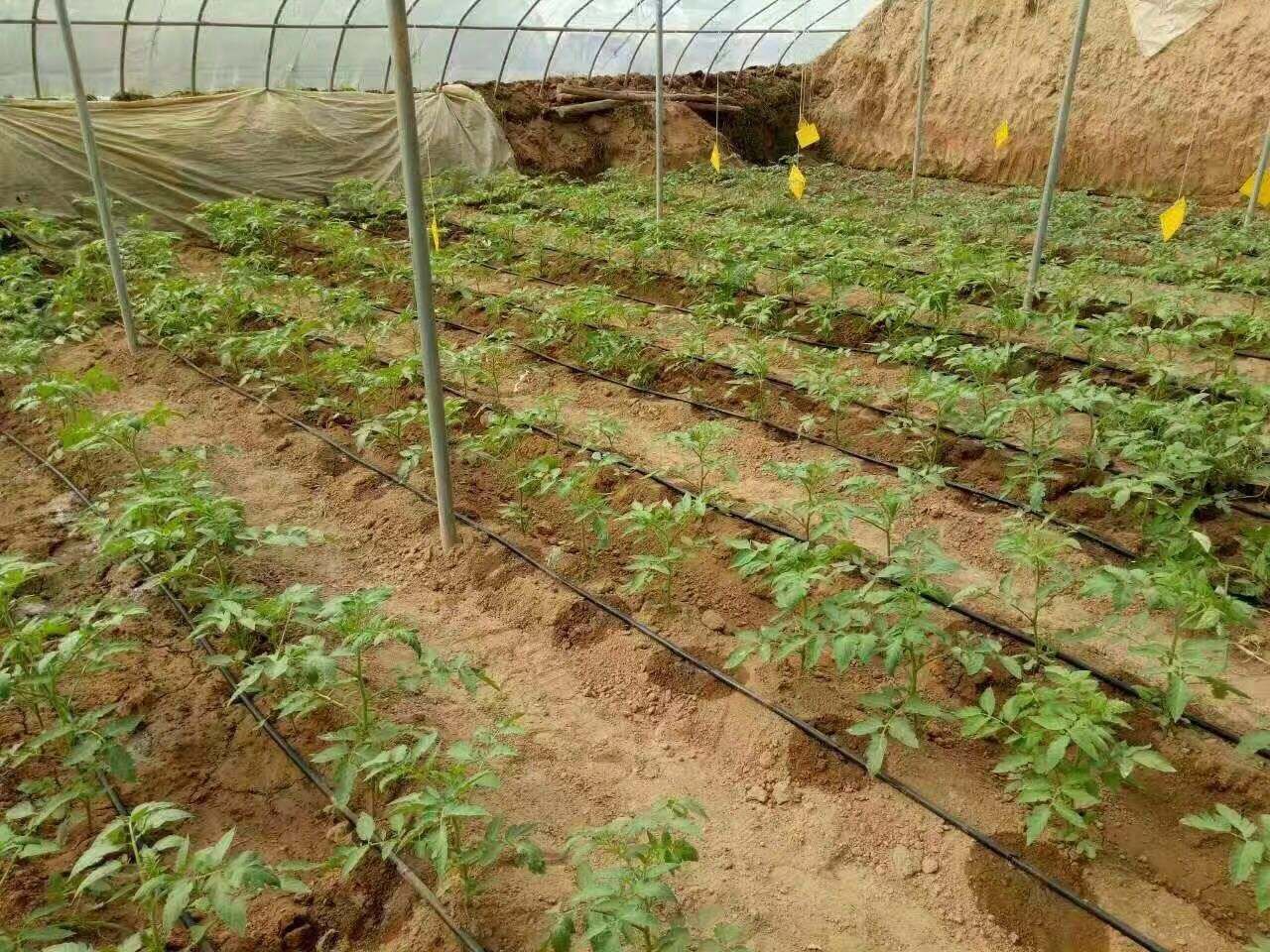 地插微喷头 大棚蔬菜滴灌，园林滴灌，果树灌溉