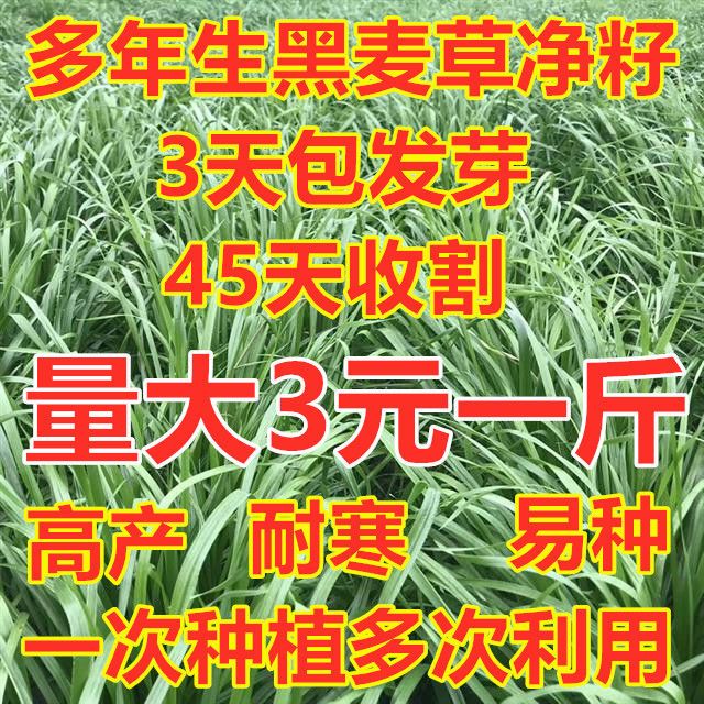  多年生黑麦草种子耐寒养牛羊鸡鹅鱼苜蓿草种籽牧草养殖黑麦草籽