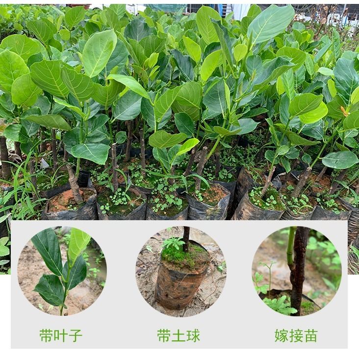 红肉菠萝蜜苗  红肉菠萝蜜树苗，优质嫁接泰国12号菠萝蜜8号菠萝蜜苗 包邮