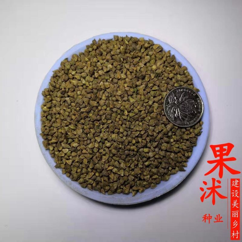 草坪种子 福寿花种子金盏花属种籽四季播种生长快速盆栽花卉阳台庭院花卉种