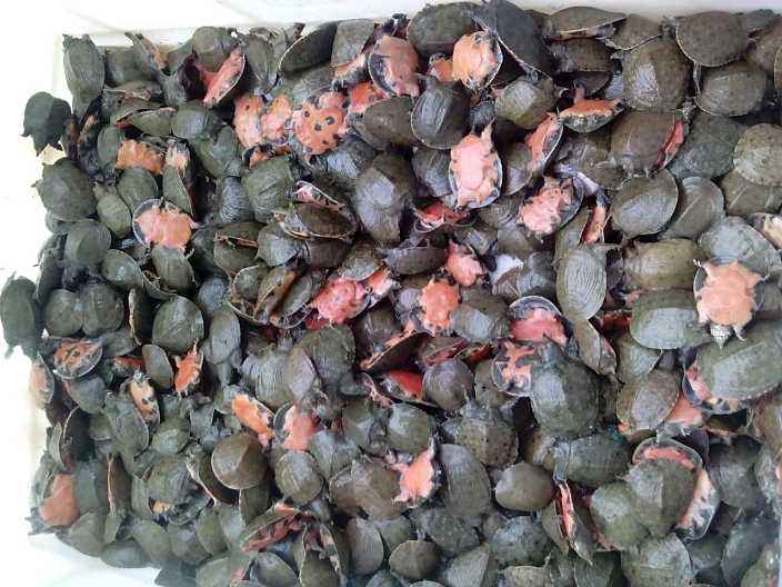  精品塘口培育苗正宗甲鱼苗 养殖甲鱼 王八苗