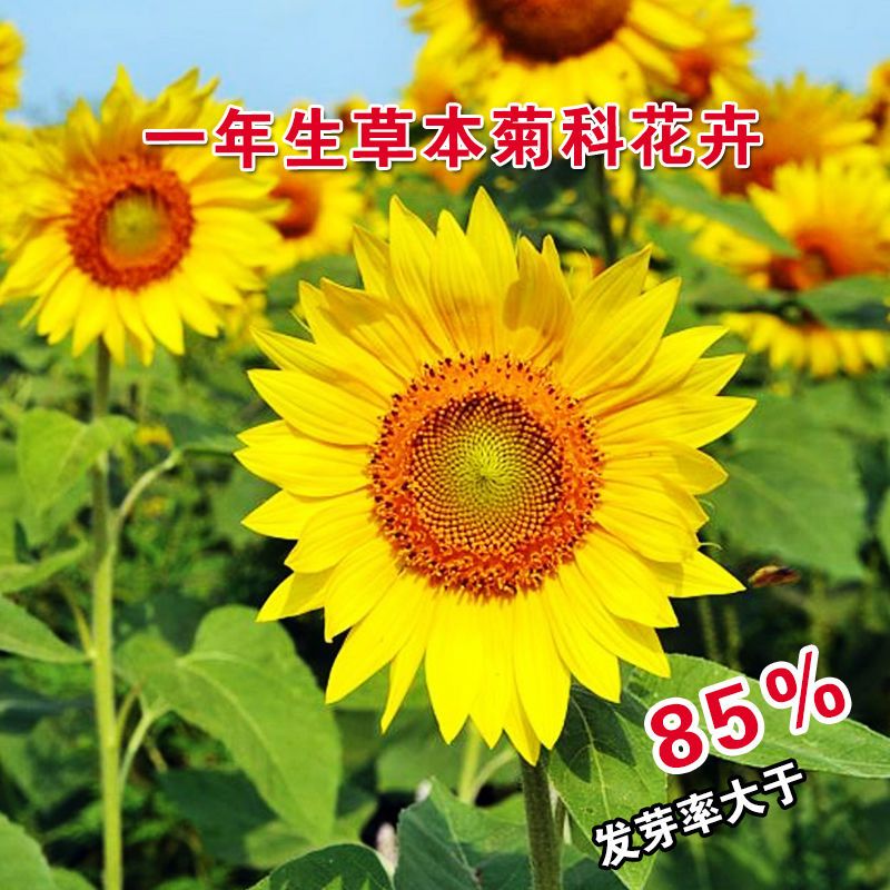 向日葵种苗 高杆观赏食用向日葵种籽葵花籽蔬菜种观赏花种籽子瓜子四季盆栽花