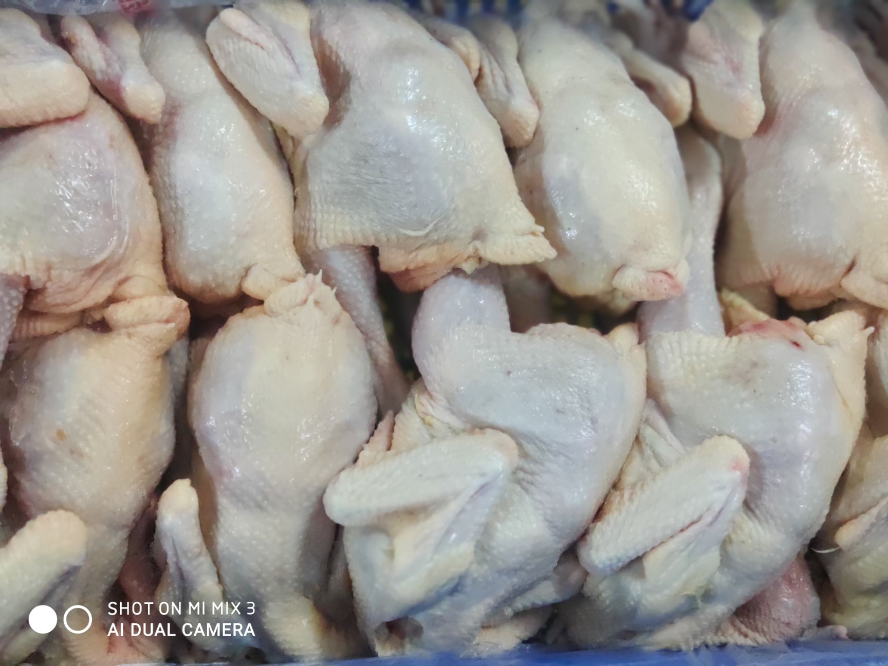 新鲜乳鸽批发供应6-7两/只(全国发货