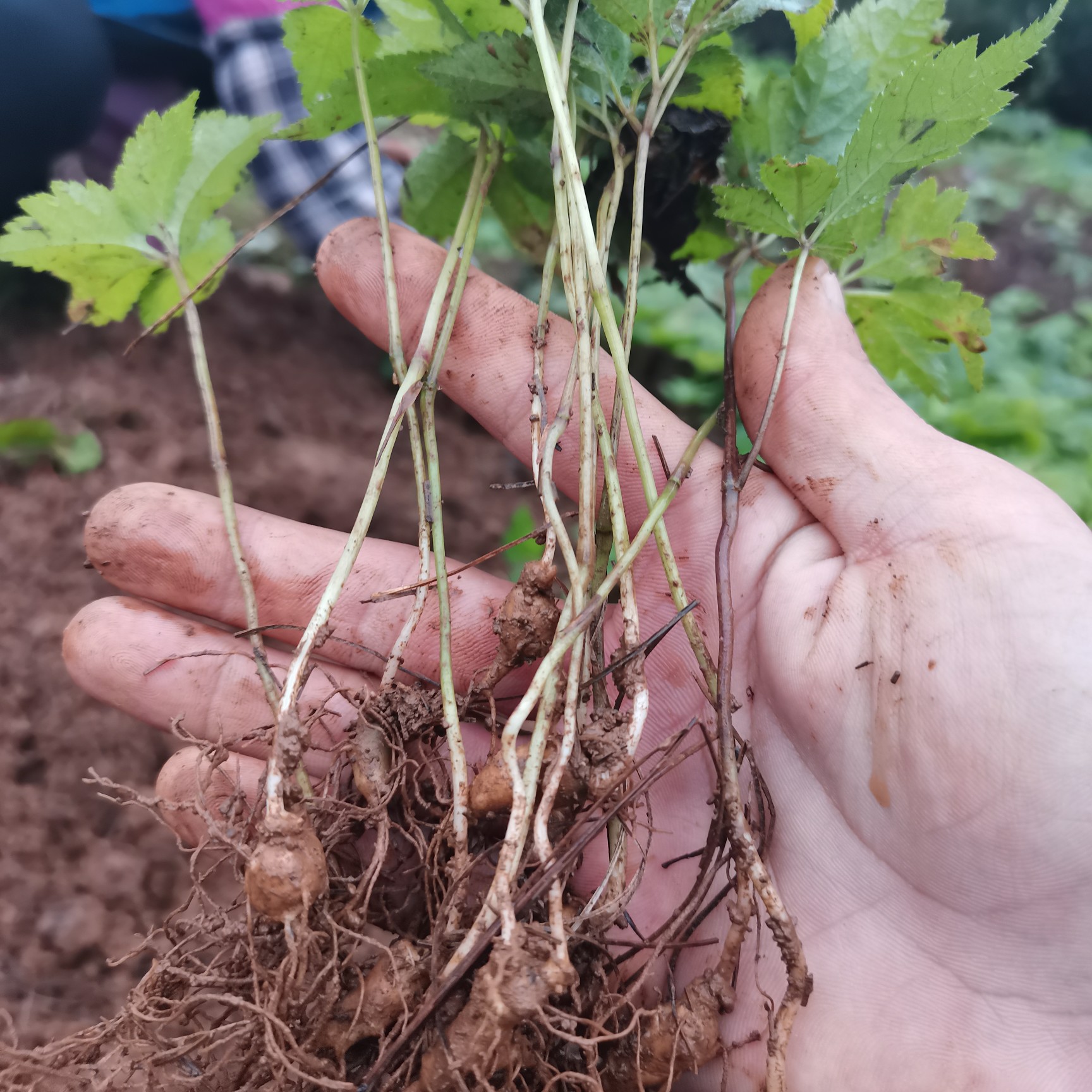 竹节参种苗  竹节参苗