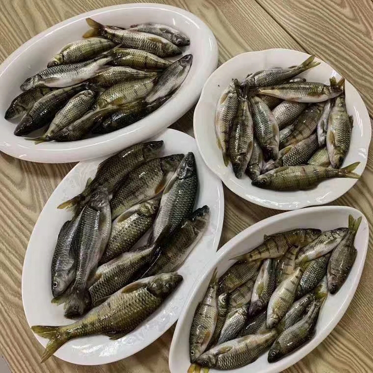  溪流石斑鱼    冰鲜，冷冻  活体，有需要的咨询