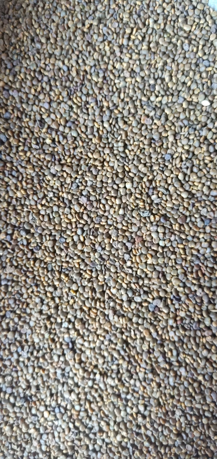 沙苑子中药材沙苑子茶 沙菀子 沙苑子泡水