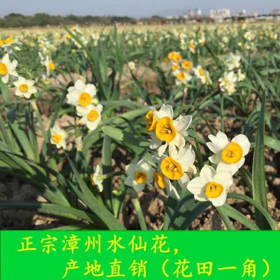 漳州水仙  水仙花种球水培盆栽植物水养室内四季水仙花种籽子水