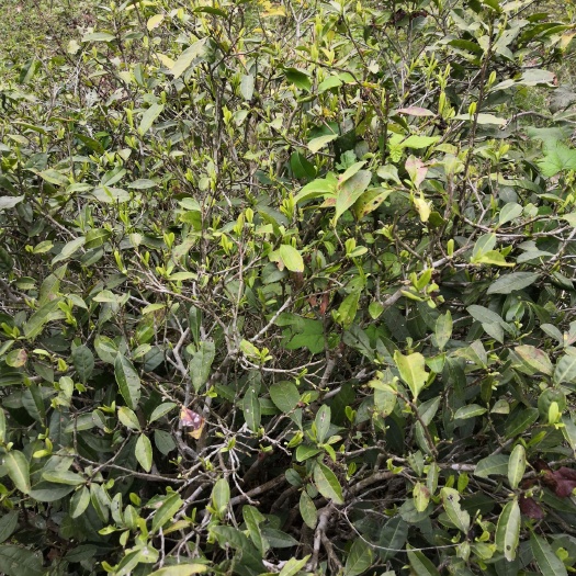 婺源县绿茶高山茶野生茶