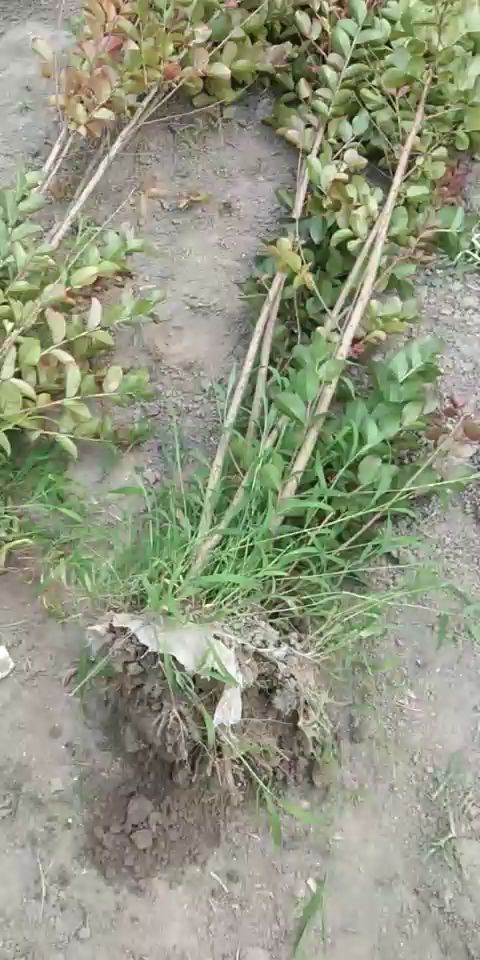  百日红紫薇，精品原生苗