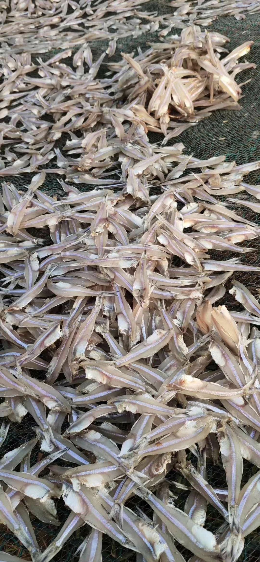  新鲜的晒干的小银鱼