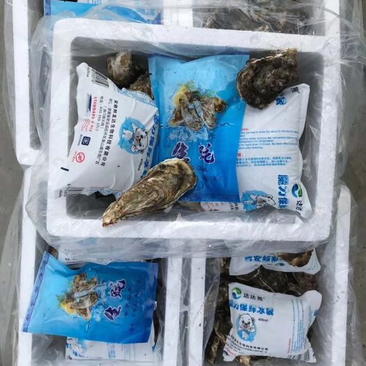 诏安县福建生蚝 生蚝批发