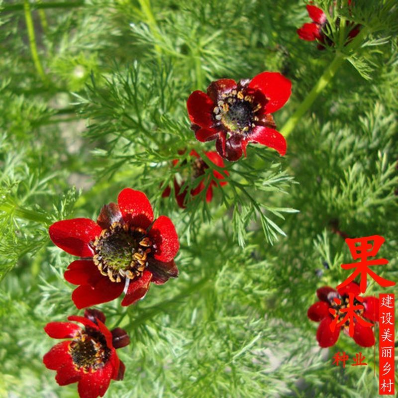 草坪种子 福寿花种子金盏花属种籽四季播种生长快速盆栽花卉阳台庭院花卉种