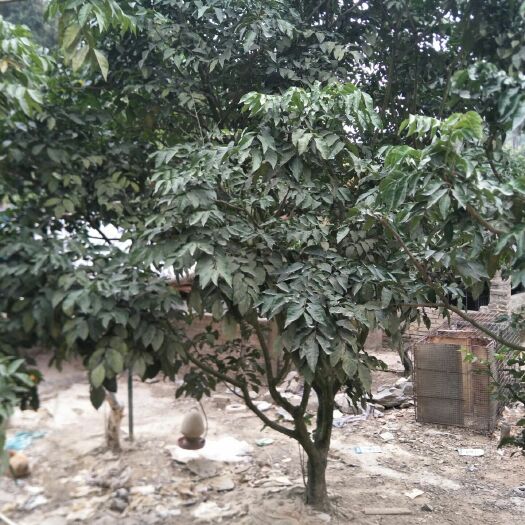 郁南县无核黄皮果苗 黄皮大树