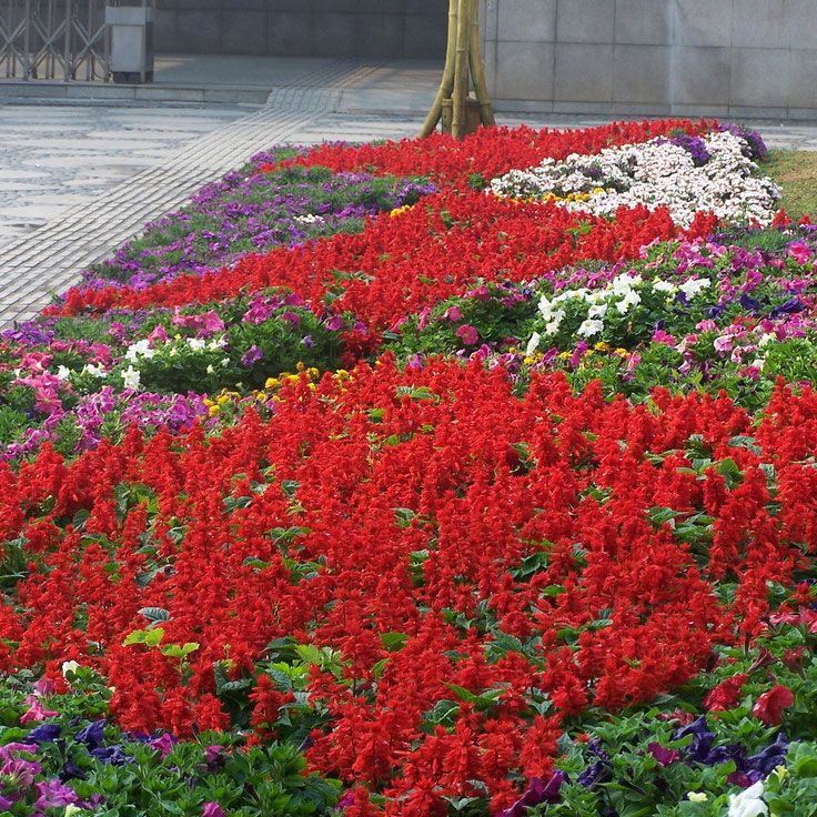  一串红种子四季易种矮串串红高西洋红爆仗红花卉种籽盆栽阳台观赏